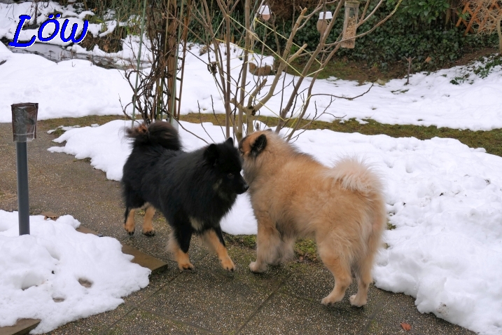 25.1.2023 - Howard und Dwix gemeinsam im Garten